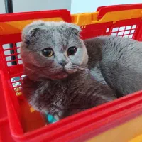 گربه اسکاتیش