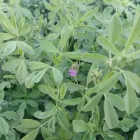 یونجه درجه یک چین دوم پایه بلند همدانی