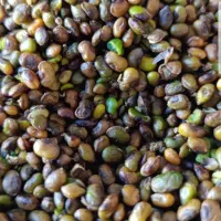 تامین کننده مغز بنه،الوک،به صورت عمده|خوردنی و آشامیدنی|شیراز, شهرک مهدیه|دیوار