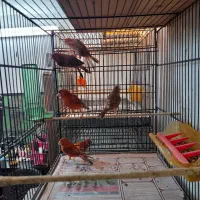 قناری ماده دارچینی|پرنده|قائمشهر, |دیوار