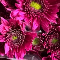 تخفیف ویژه داودی