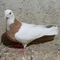 معاوضه کبوتر با قناری