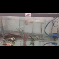 اکواریم بک سامپ همه چی تموم  معاوضه با پرنده