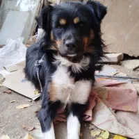 سگ پاکوتا|سگ|مراغه, |دیوار