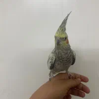 عروس هلندی نر صحیح و سالم|پرنده|تهران, شهرک بعثت|دیوار