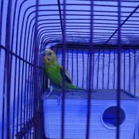 جفت مرغ عشق|پرنده|اردبیل, |دیوار