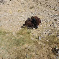 ۸تا بره نره پای پروار