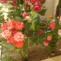 فروش سیمکارت دائمی
