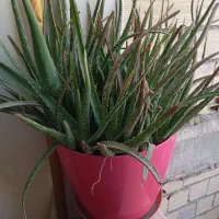 نخل ماداگاسکار|گل و گیاه طبیعی|مشکین‌دشت, |دیوار