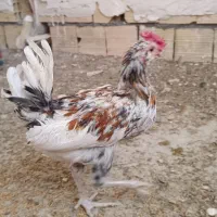 جوجه خروس گلین|حیوانات مزرعه|مشهد, دوست آباد|دیوار