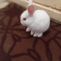 خرگوش گمشده|حیوانات|یاسوج, |دیوار