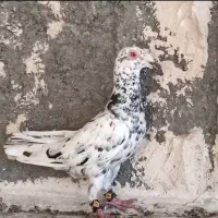 سرو قزوینی|پرنده|شیراز, باهنر|دیوار