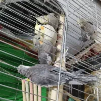 عروس هلندی|پرنده|ایلام, |دیوار