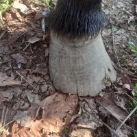 نعل بندی اسب