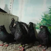 کبوتر زاغ تزئینی