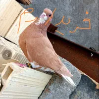 سلام ماده پرشی