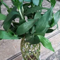 گل بامبو مصنوعی زیبا و نو