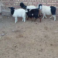 ۶راس بزغاله ۲۹ تومان