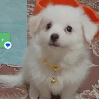 آشپیتز پامر