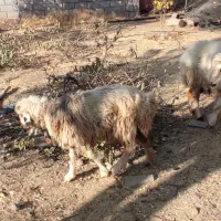 گوسفند میش|حیوانات مزرعه|شهرکرد, |دیوار