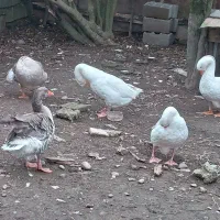 پنج عدد غاز بالغ یکساله تخم گذار