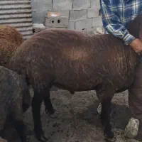 کود گوسفندی نیسان ۸۰۰