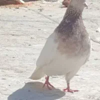 کله بادمجونی نر