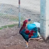 معاوظه با مرغ محلی|حیوانات مزرعه|صومای برادوست, |دیوار