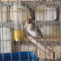 سهره نر بخون