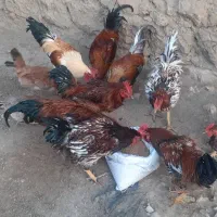 فروش عمده خروس|پرنده|گیلان غرب, |دیوار