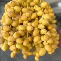 فروش خارک برهی