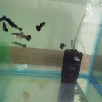 ۸ عدد ماهی گوپی فول بلک