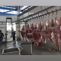 توزیع گوشت گرم گوساله