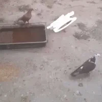 ۳ عدد کفتر بشرط
