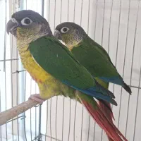 یه جفت گرینچک