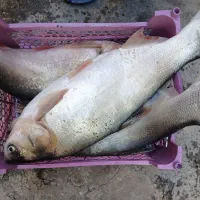 ماهی قزل آزاد تازه|ماهی|اسلام‌‌آباد غرب, |دیوار