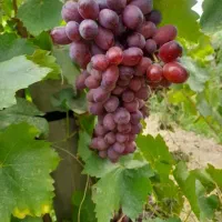 باغ انگوری|فروش دفتر صنعتی، کشاورزی، تجاری|شاهرود, |دیوار