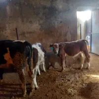 فروش ۵ راس گوساله نر سمینتال و شاروله|حیوانات مزرعه|جعفرآباد, |دیوار