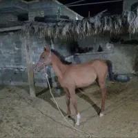 کره مادیان‌ دره شوری