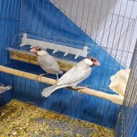 فنچ نرگسی جاوا جفت سیلور ،نقره ای