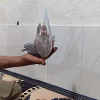 ۴۰۰۰۰۰۰۰|پرنده|زرین دشت (فارس), |دیوار