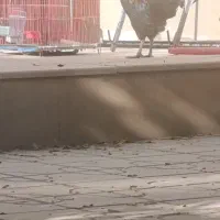 خروس گلین|حیوانات مزرعه|شیراز, غدیر شمالی|دیوار