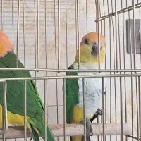 یک جفت کایک سر نارنجی|پرنده|مشهد, دانش|دیوار