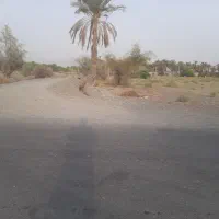 اجاره چهار ۴ هکتار زمین کشاورزی چراغ آباد|اجارهٔ دفتر صنعتی، کشاورزی، تجاری|توکهور, |دیوار