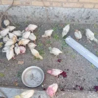 جوجه رنگی دوماهه