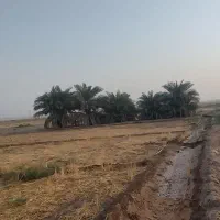 واگذاری نخل سعمران|گل و گیاه طبیعی|اهواز, زرگان|دیوار