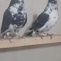 کفتر سوسکی وخال دار|پرنده|مرند, |دیوار