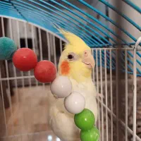 عروس هلندی ماده با قفس