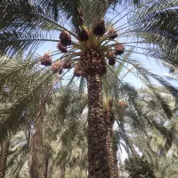 قطع و برش رایگان نخل|خدمات باغبانی و درختکاری|برازجان, |دیوار