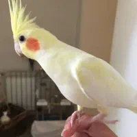 سگ شما را قبول میکنم